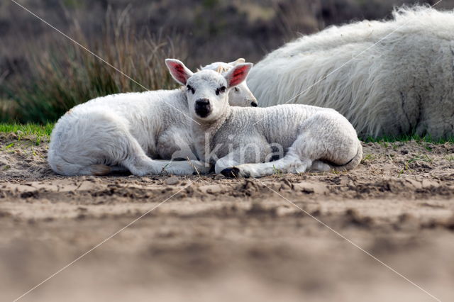 Sheep mouflon (Ovis aries)