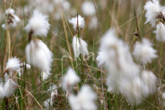 Common Cottongrass (Eriophorum angustifolium)