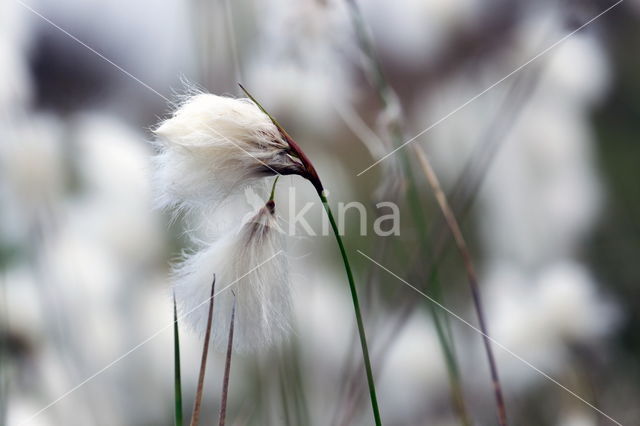 Common Cottongrass (Eriophorum angustifolium)