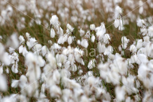 Veenpluis (Eriophorum angustifolium)