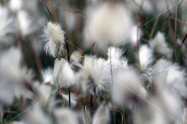 Veenpluis (Eriophorum angustifolium)