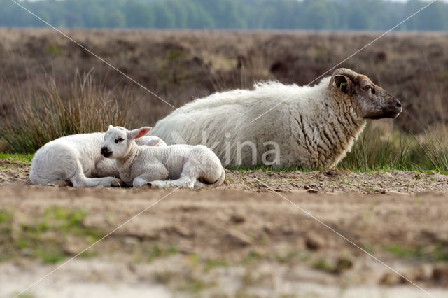 Sheep mouflon (Ovis aries)