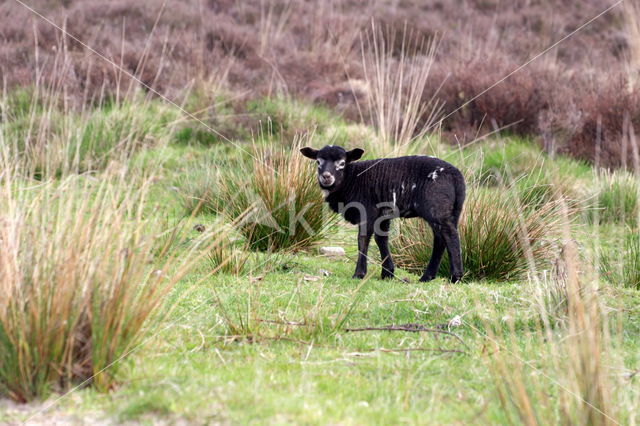 Sheep mouflon (Ovis aries)