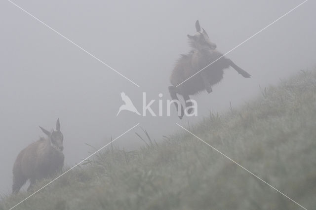 Chamois (Rupicapra rupicapra)