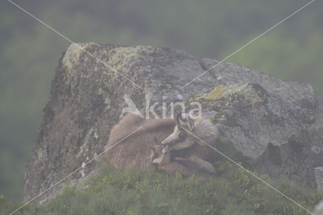 Chamois (Rupicapra rupicapra)