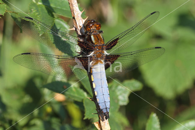 Broad-bodied Chaser (Libellula depressa)