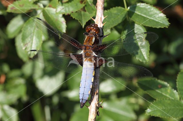 Platbuik (Libellula depressa)