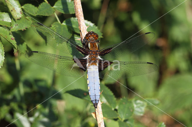 Platbuik (Libellula depressa)