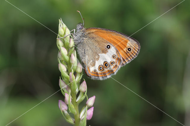 Tweekleurig hooibeestje (Coenonympha arcania)