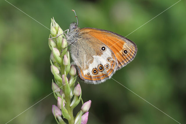 Pearly Heath (Coenonympha arcania)