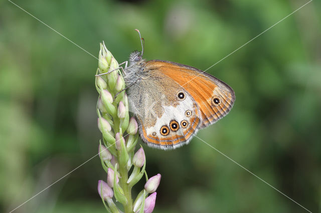 Pearly Heath (Coenonympha arcania)