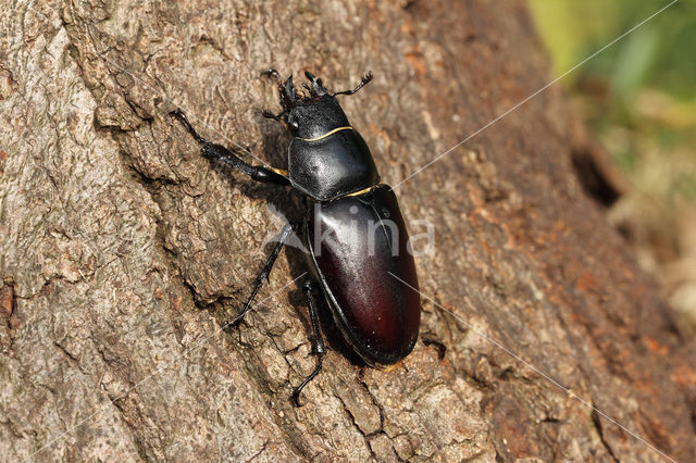 Vliegend hert (Lucanus cervus)