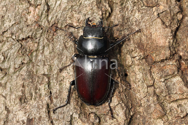 Vliegend hert (Lucanus cervus)