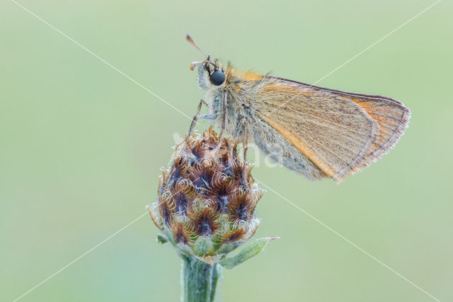 Geelsprietdikkopje (Thymelicus sylvestris)