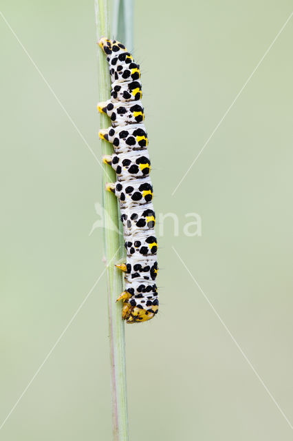 Waterbetony (Cucullia scrophulariae)