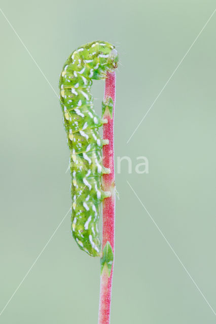 Roodbont heide-uiltje (Anarta myrtilli)