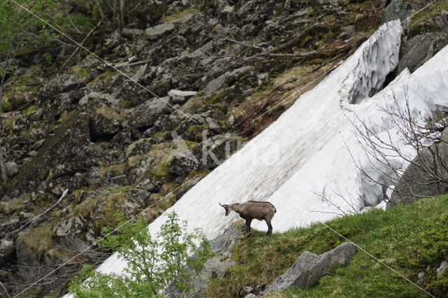 Chamois (Rupicapra rupicapra)