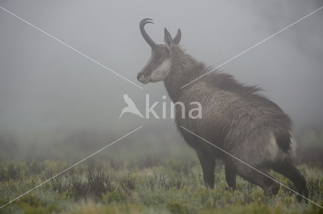 Chamois (Rupicapra rupicapra)