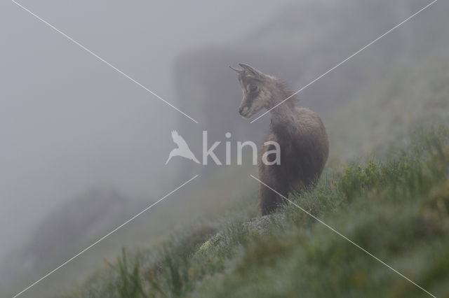 Chamois (Rupicapra rupicapra)