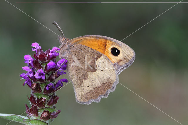 Bruin zandoogje (Maniola jurtina)