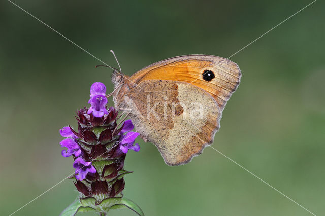 Bruin zandoogje (Maniola jurtina)