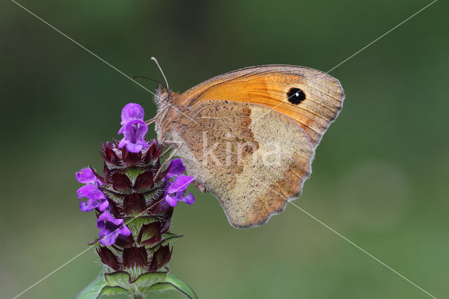 Meadow Brown (Maniola jurtina)