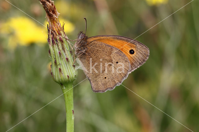 Bruin zandoogje (Maniola jurtina)