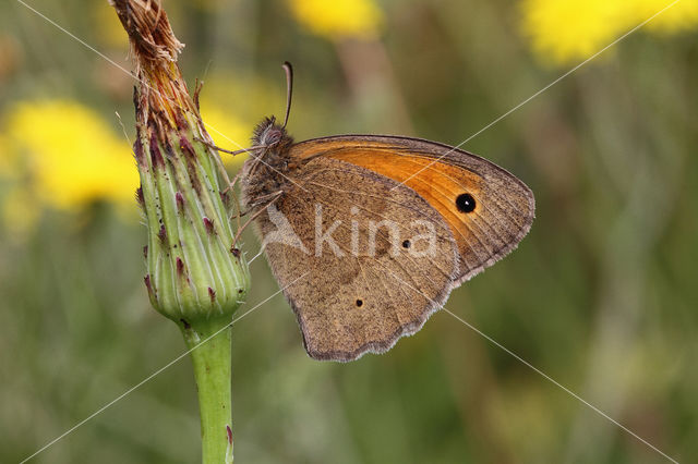 Bruin zandoogje (Maniola jurtina)