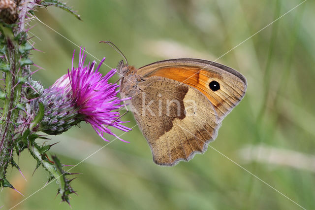 Meadow Brown (Maniola jurtina)