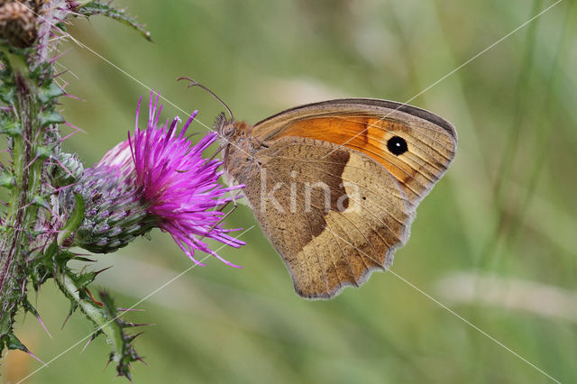 Meadow Brown (Maniola jurtina)