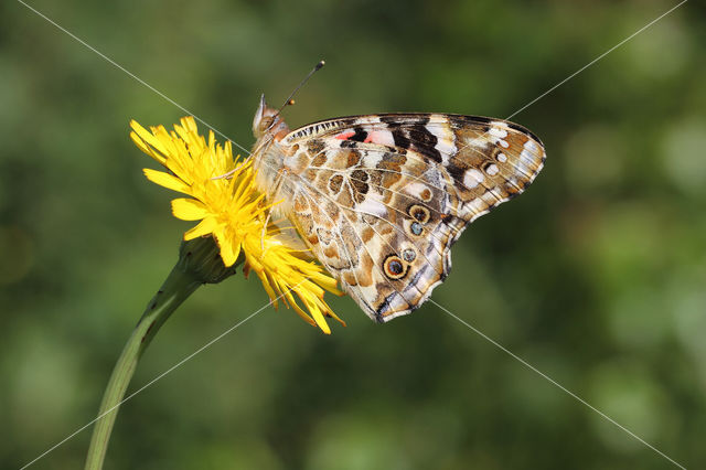 Painted Lady (Vanessa cardui)