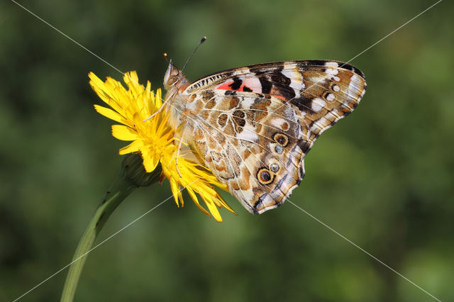 Distelvlinder (Vanessa cardui)