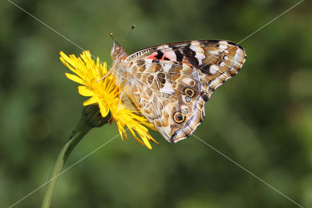 Distelvlinder (Vanessa cardui)