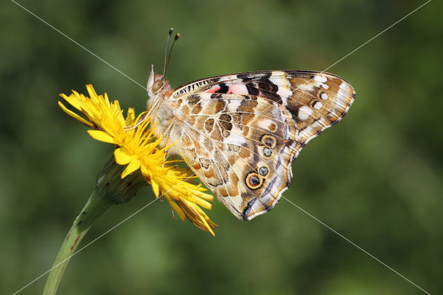 Distelvlinder (Vanessa cardui)