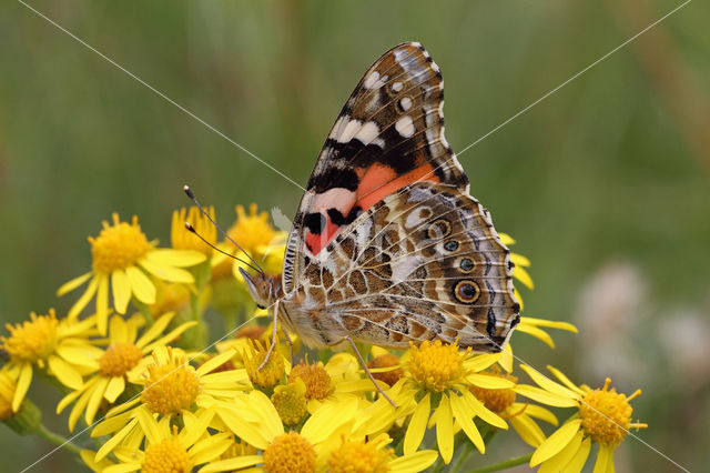 Distelvlinder (Vanessa cardui)