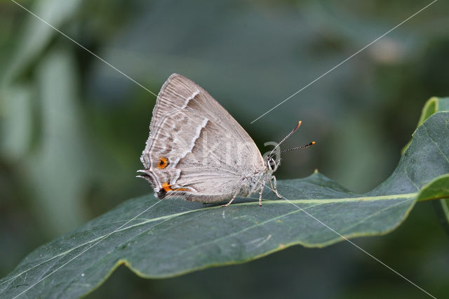 Purple Hairstreak (Neozephyrus quercus)