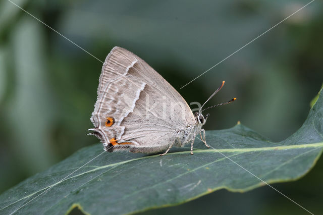 Purple Hairstreak (Neozephyrus quercus)