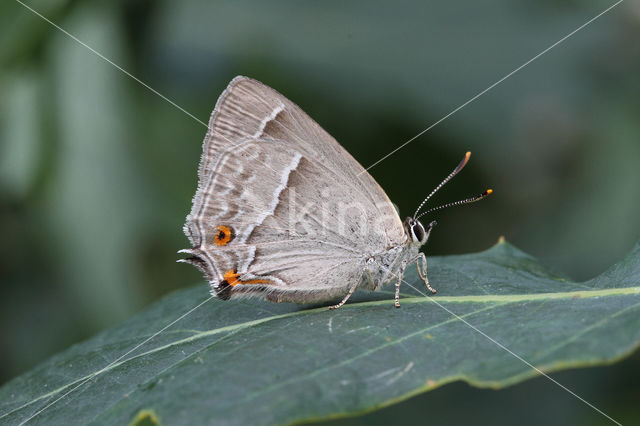 Purple Hairstreak (Neozephyrus quercus)