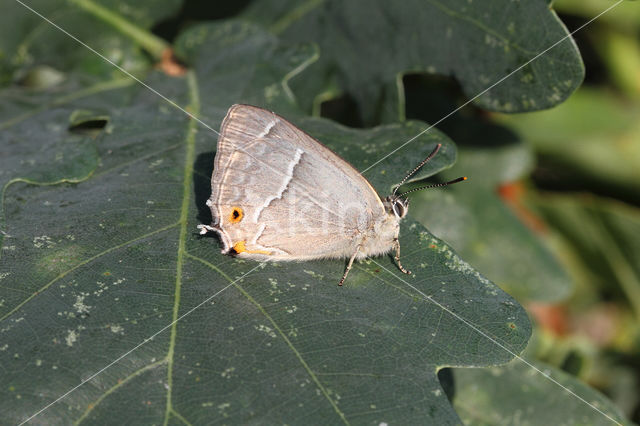 Purple Hairstreak (Neozephyrus quercus)