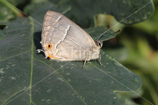 Purple Hairstreak (Neozephyrus quercus)