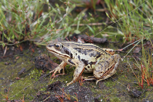 Heikikker (Rana arvalis)