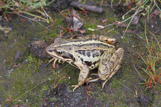 Moor Frog (Rana arvalis)