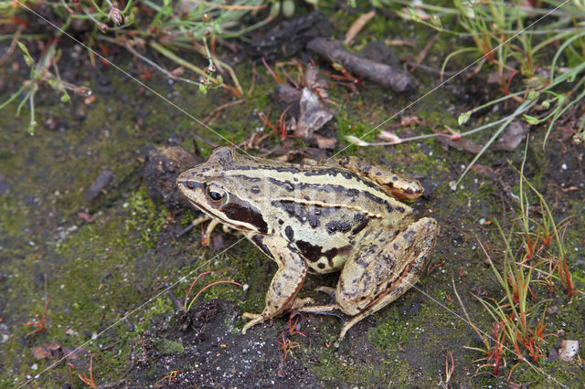 Moor Frog (Rana arvalis)