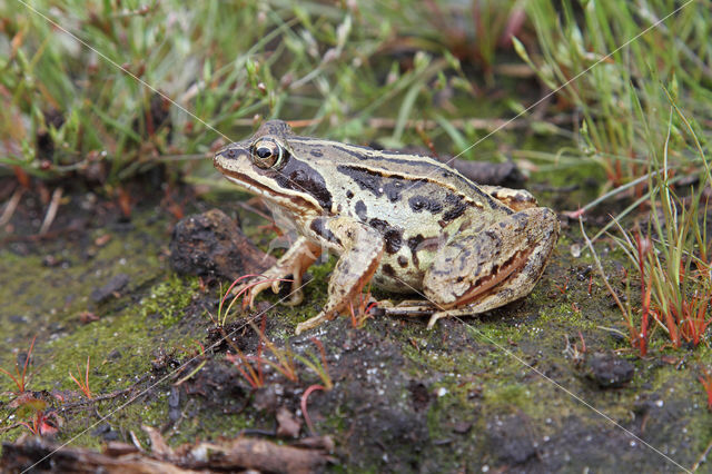 Moor Frog (Rana arvalis)