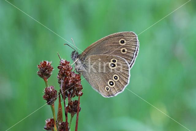 Koevinkje (Aphantopus hyperantus)