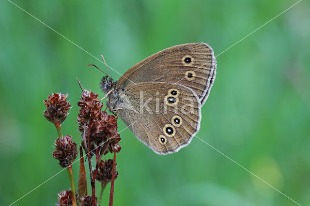 Koevinkje (Aphantopus hyperantus)