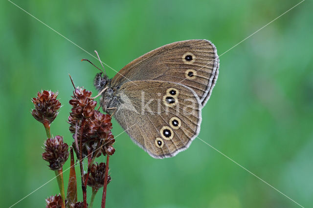 Koevinkje (Aphantopus hyperantus)