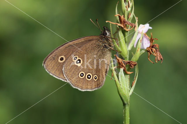 Ringlet (Aphantopus hyperantus)