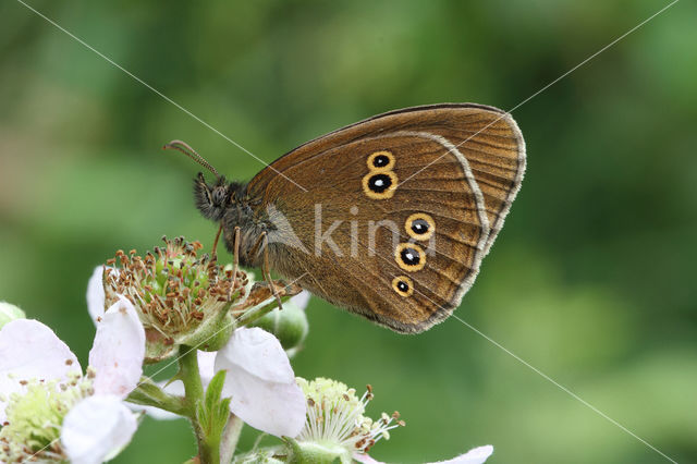 Ringlet (Aphantopus hyperantus)