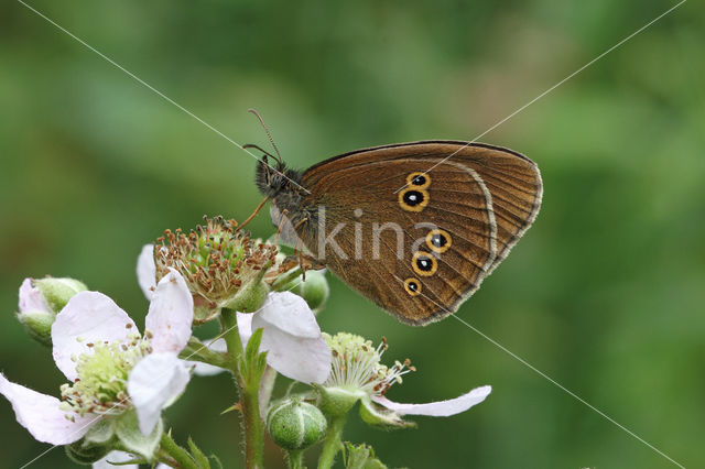 Ringlet (Aphantopus hyperantus)